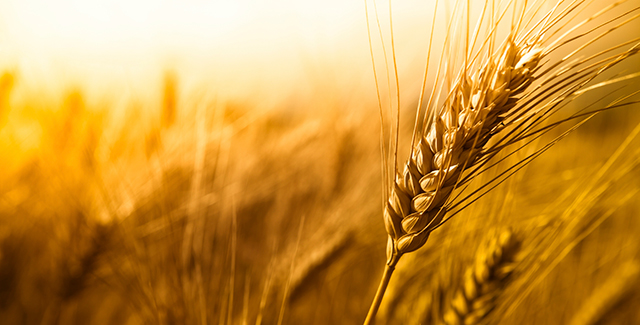 Wheat