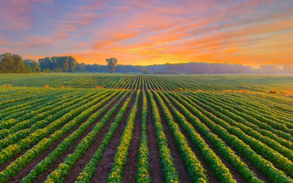 Field With Rows Of Crops