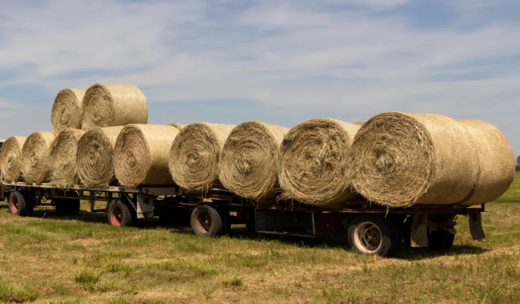 Load Of Hay Nc