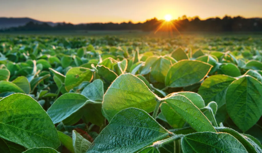 Soy Bean Field Nc