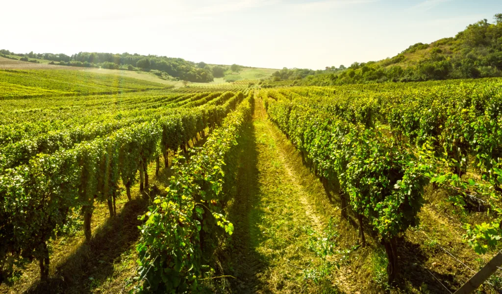 Vineyard Landscape Nc